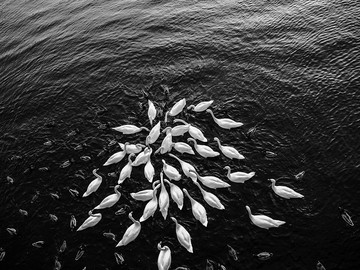 Swans and ducks, Piešťany, Slovakia