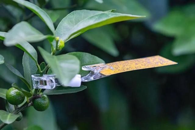 极飞受邀参与拜耳果树飞防实验，与全球作物专家研讨解决方案