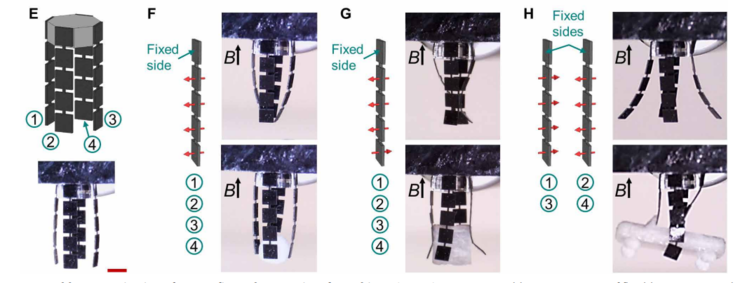 可编程的磁驱动软体机器人来了！Science 子刊：背后原理 19 世纪末提出